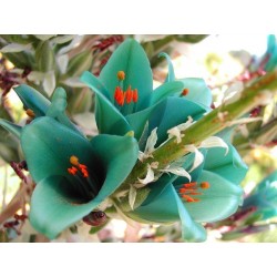 Plava PUYA Seme (Puya berteroniana) 3.65 - 29