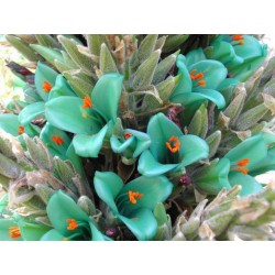 Plava PUYA Seme (Puya berteroniana) 3.65 - 30