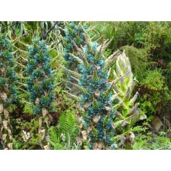 Plava PUYA Seme (Puya berteroniana) 3.65 - 31