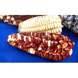 Peruanska Giant Corn Frön Sacsa Kuski 3.499999 - 10