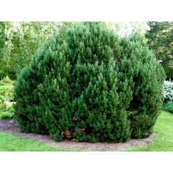 Μπονσάι Σπόροι Pinus mugo 1.5 - 2