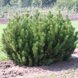 Sementes de Pinus mugo - Bonsai 1.5 - 3