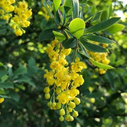 European barberry - simply Barberry Seeds 1.95 - 2