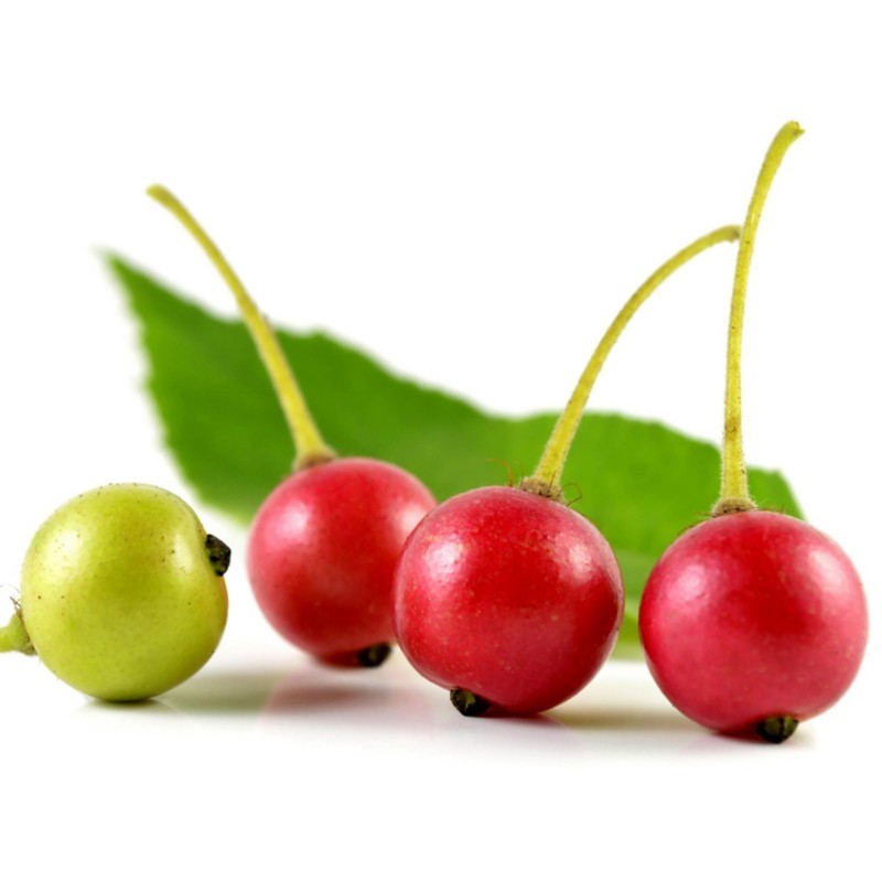 Graines de Jamaican Cherry (Muntingia calabura) 1.95 - 3