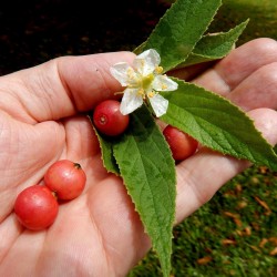 Jamaikan bigarrå Frön  (jam träd) (Muntingia calabura) 1.95 - 1