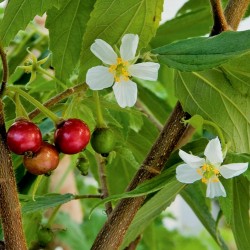 Die Früchte sehen aus wie bunte Bonbons Samen Rosa-blühende Jamaika-Kirsche 