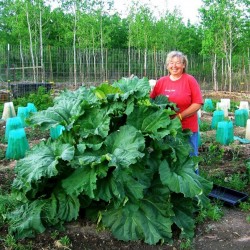 Rhubarb "VICTORIA" Russian High Quality seeds 