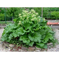 Rhubarb Seeds “Victoria” (Rheum rhabarbarum) 1.85 - 2