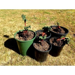 Rhubarb Seeds “Victoria” (Rheum rhabarbarum) 1.85 - 3