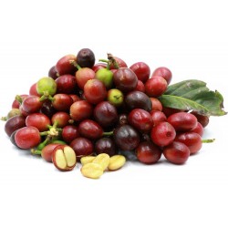Semillas de cafeto arábigo (Coffea arabica) 2.55 - 1