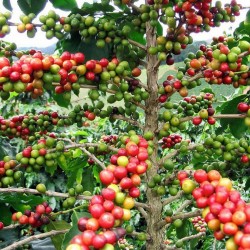 Kaffebuske - Arabisk dvärgkaffeplanta Frön 2.55 - 2
