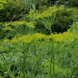 Details about   Herb Dill Bouquet Seeds Anethum graveolens 