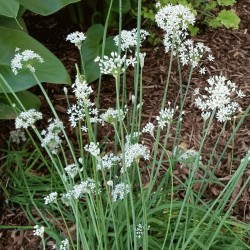 Graines Ciboulette ou Civette (Allium Schoenoprasum) 2.35 - 3