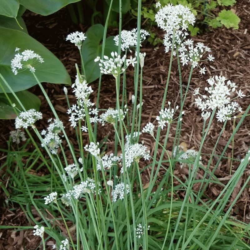 Semi di 'Erba cipollina" (Allium Schoenoprasum) | 1,75 €