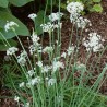 Semi di 'Erba cipollina" (Allium Schoenoprasum) | 1,75 €