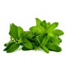 Stevia Samen Heilpflanze (Stevia rebaudiana) | 1,90 €
