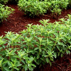 Stevia rebaudiana Frön 'Sweet Herb' 1.9 - 1