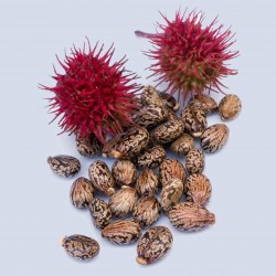 Castor Bean Seeds (Ricinus Communis) 1.85 - 1