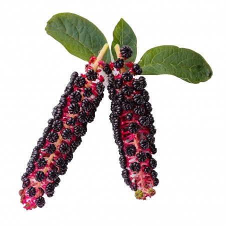 Pokeweed, Poke Sallet Seeds (Phytolacca Americana) | 2,25 €