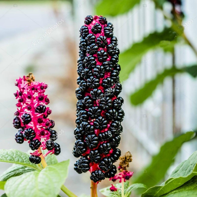 Pokeweed, Poke Sallet Seeds (Phytolacca Americana) | 2,25 €