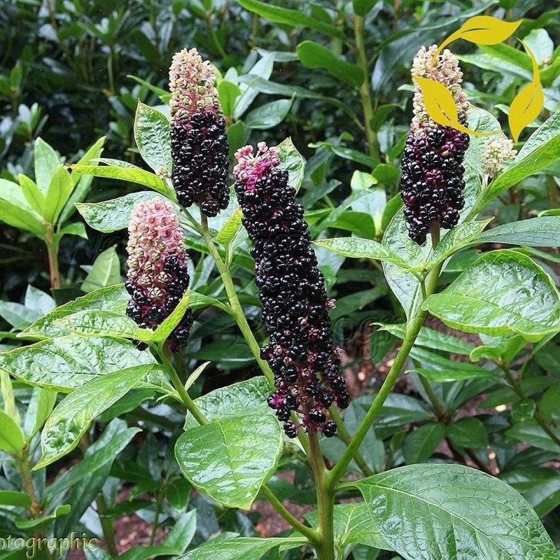 Pokeweed, Poke Sallet Seeds (Phytolacca Americana) | 2,25 €
