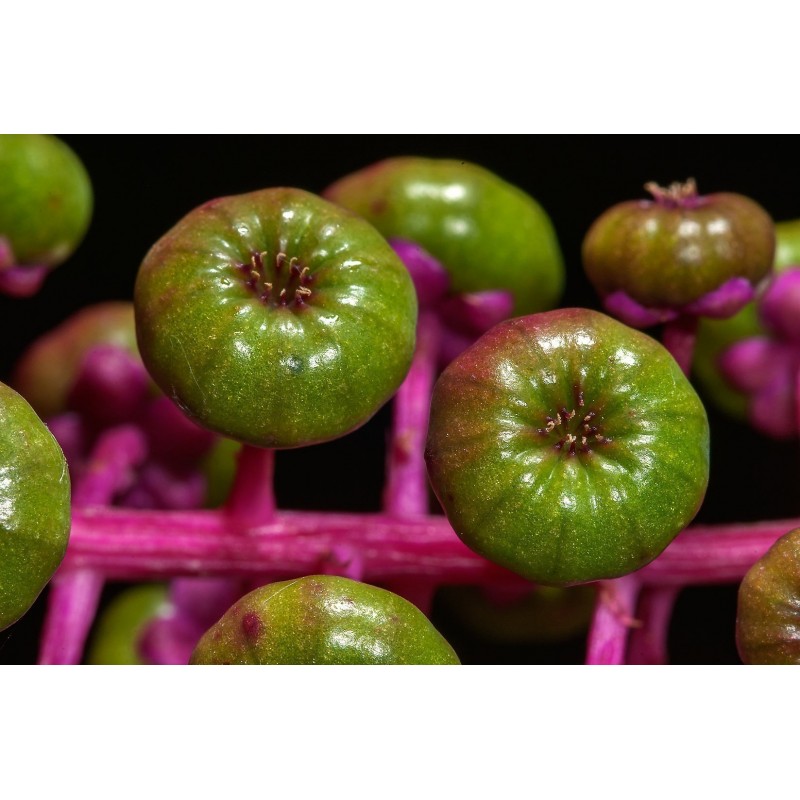 Pokeweed, Poke Sallet Seeds (Phytolacca Americana) | 2,25 €