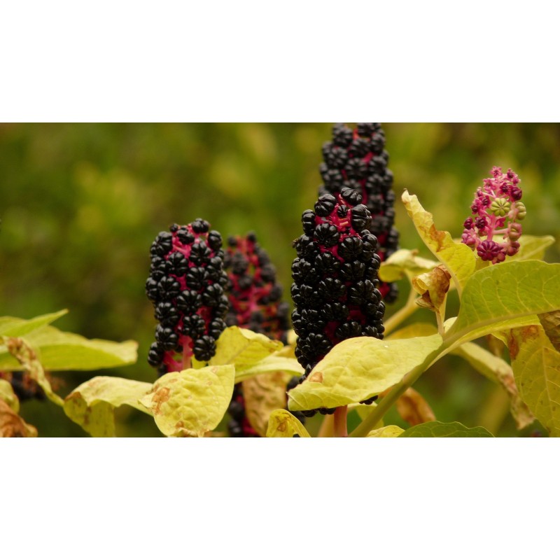 Pokeweed, Poke Sallet Seeds (Phytolacca Americana) | 2,25 €