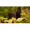 Pokeweed, Poke Sallet Seeds (Phytolacca Americana) | 2,25 €