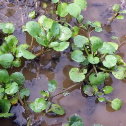 Sementes de Rorippa nasturtium-aquaticum 2.45 - 2