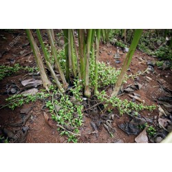Кардамо́н настоя́щий зеленый семена (Elettária cardamómum) 1.95 - 3