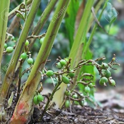 Кардамо́н настоя́щий зеленый семена (Elettária cardamómum) 1.95 - 2