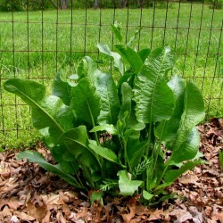 Pepparrot Frö - hälsosam växt (Armoracia rusticana) 3.95 - 2