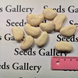 Riesenbohne Samen Fasolia Gigantes weiß 1.65 - 4