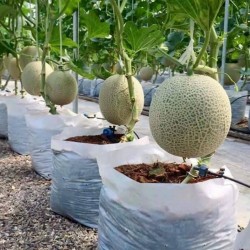 Comment faire pousser des melons 0 - 1