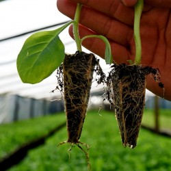 Comment semer tabac - Comment faire pousser du tabac 0 - 1