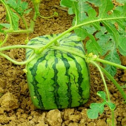Eine quadratische Wassermelone ziehen 1.75 - 1
