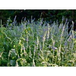 Σποροι ΜΑΥΡΟ ΤΣΙΑ (Salvia hispanica) 1.95 - 3