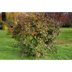 Terebinth - Turpentine Tree Seeds (Pistacia terebinthus) 2.049999 - 4