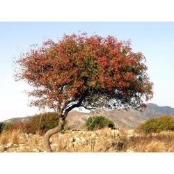 Terebinth - Turpentine Tree Seeds (Pistacia terebinthus) 2.049999 - 5