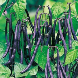 Dwarf French bean Purple Queen Seeds 1.95 - 1