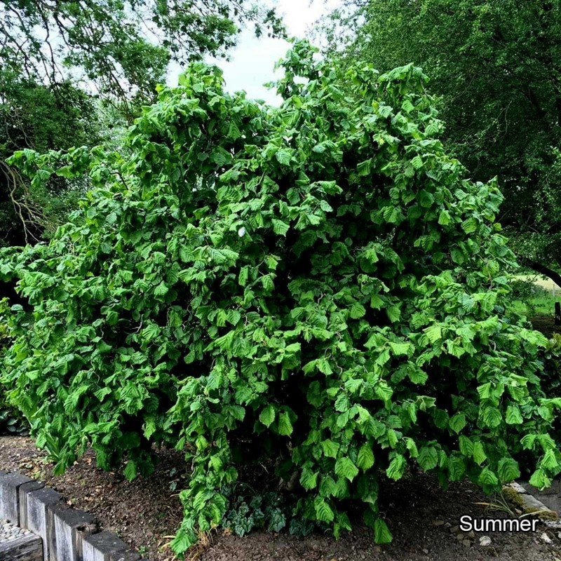 Hazelnut Seeds (Corylus avellana) | €1.55