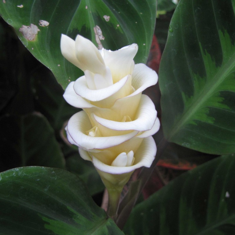 Sementes de Flor Gelo (Calathea warscewiczii) 2.85 - 6
