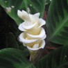 Prayer Plant, Ice Cream Flower Seeds (Calathea warscewiczii) | €2.85