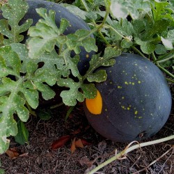 100 Samen Gelbe Wassermelone Mond und Sterne 10 - 1