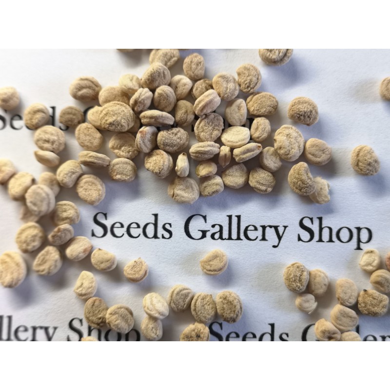 Semillas de Panax Ginseng - planta medicinal | 2,50 €