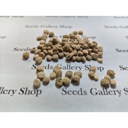 Semillas de Panax Ginseng - planta medicinal 2.5 - 7