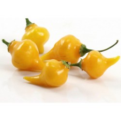 Sementes De Pimenta Chupetinho - Biquinho Vermelho ou Amarelo 2.05 - 6