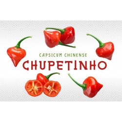 Graines de Piments Chupetinho - Biquinho Rouge ou Jaune 2.05 - 7
