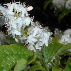 Safir-Berry Fröer (Symplocos Paniculata) 1.95 - 1