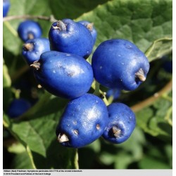Sapphire-Berry Seeds (Symplocos paniculata) 1.95 - 4